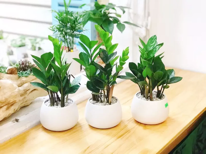 chau-cay-mini-de-ban